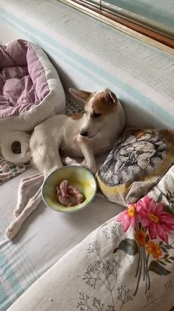 Завтрак нашей собачки Миланы. Приют ДРУГ ЖИВИ. г. Омск