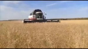 Уборка рапса с помощью приспособление для уборки рапса.