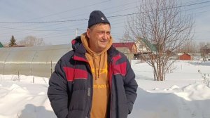 Выращивание голубики в Новосибирске