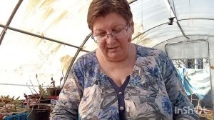 Какие сорта томатов я буду сеять.