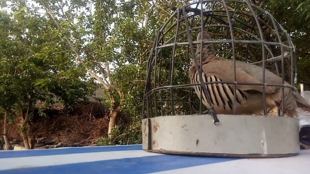 Кеклик мастаки нав Амирбек мастаки бутаги новый шикар смотреть онлайн