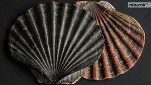 18. Тип Моллюски. Класс Двустворчатые моллюски