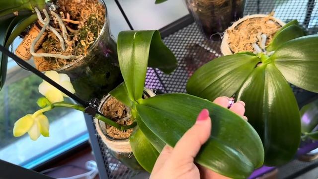 Цветение РЕДКОСТЕЙ Mituo Pom P.Tzu Colibri и не только 😉#phal #orchid #орхомания #цветениеорхидей смотреть онлайн