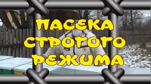 ПАСЕКА СТРОГОГО РЕЖИМА