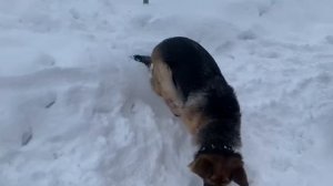 Эльза ,стройка дома От скуки на все лапы!