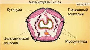 15. Тип Кольчатые черви. Класс Многощетинковые черви