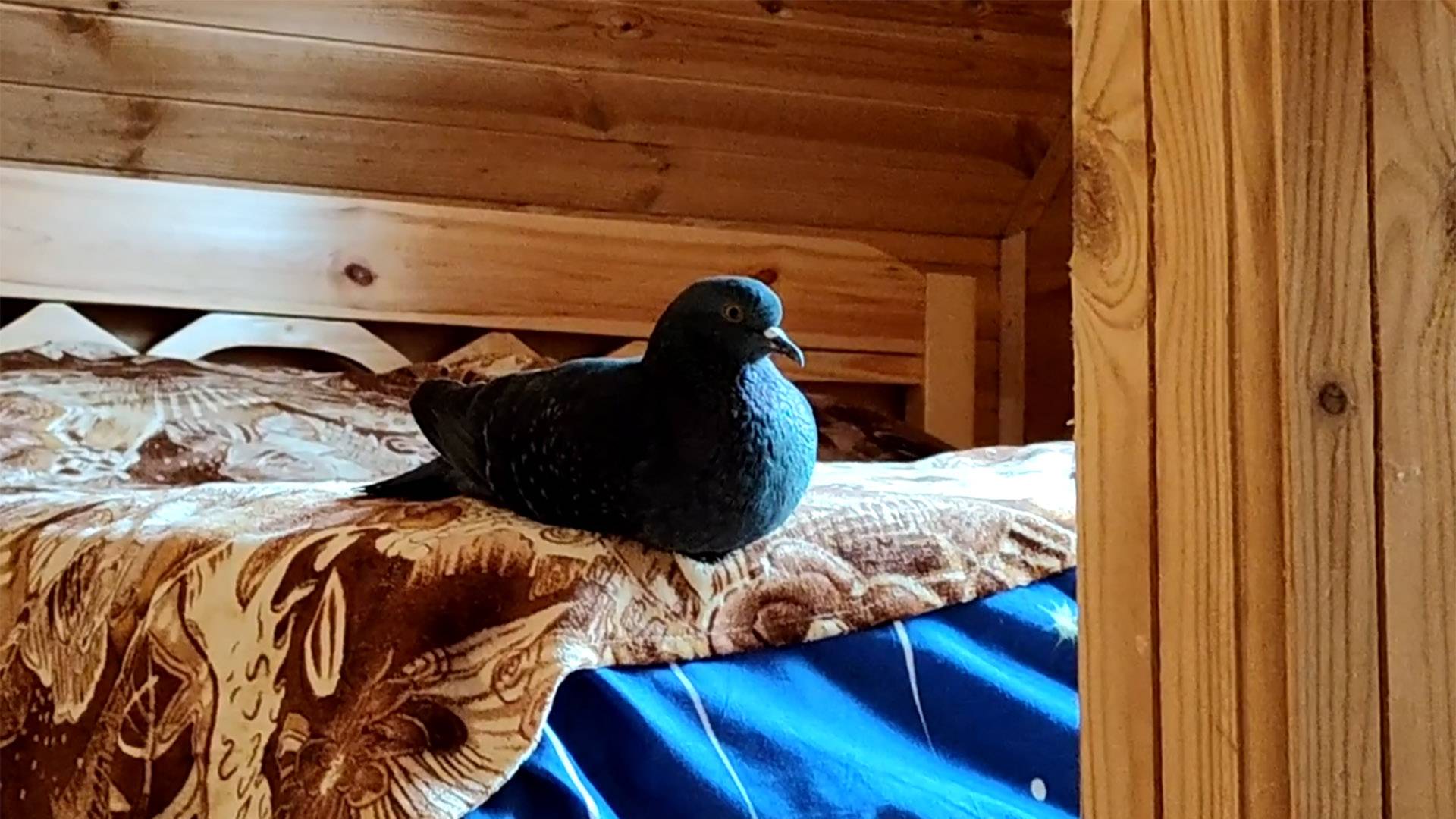 АНАСТАСИЯ. А у нас новенькая гуля смотреть онлайн