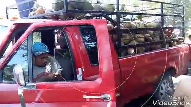 en el corte de coco con el señor nestor смотреть онлайн