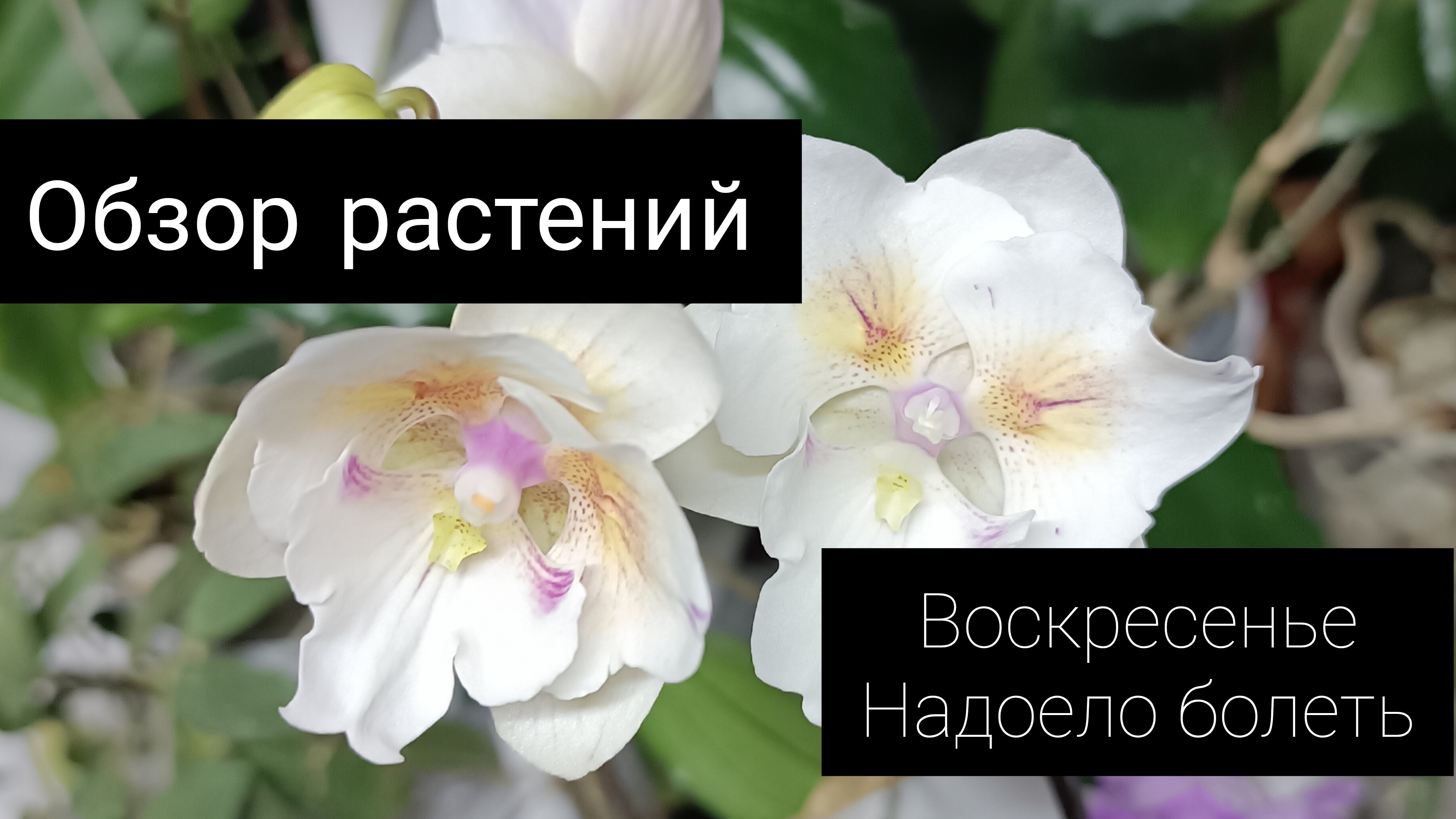 воскресный обзор растений