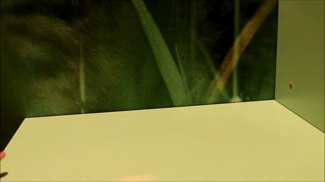 Sasha Fly /•Уборка моего столика• смотреть онлайн