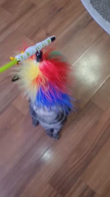 Котенок-лев#cat#забавныеживотные#хвостатые смотреть онлайн