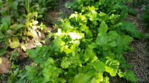 Organic Garden Update for July 2020. Solution for cutworms and other nighttime garden marauders.