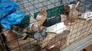 Ярмарка голубей в г. Курск 9.03.2025