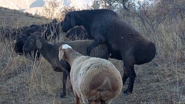 Узбекистан Бараны производители Гиссар.Ф/Х Фатима Мирзахид БаракаАрхив 2022 го года смотреть онлайн