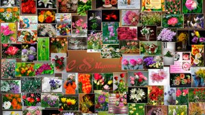 Все цветы для милых дам!