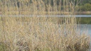 Карповка . Харьковская область . На рыбалке .