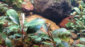 Обзор аквариумов! Проблемы с балансом в 100 литровом аквариуме! Растворяются буцефаландры!