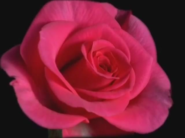 Футаж - Распускающаяся роза