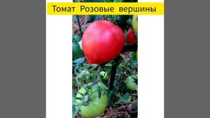 Томат Розовые вершины