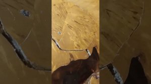 бизнес в домашней столярке: изготовление и продажа мебели из слэбов натурального дерева