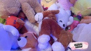 В АППАРАТЕ НОВАЯ КРАСИВАЯ СОБАЧКА 🐕, КАК ЕЁ ПОЙМАТЬ?+ зритель-обаяшка моей игры🥰