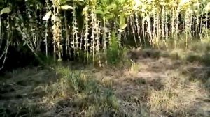 Крепость табака продолжение