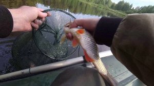 ИЮЛЬ - НА РЫБУ ПЛЮНЬ, НО ЭТО НЕ ПРО НАС. ПОПЛАВОЧНАЯ РЫБАЛКА НА КУРЬЕ (2 ДЕНЬ).