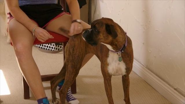 Boxer Twix gets ready for a special wedding | Pet Island | RTÉ One