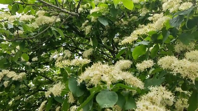 Цветущие деревья весной на Кубани