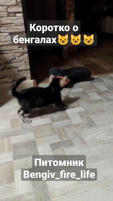 Бенгальские котята 2 месяца смотреть онлайн