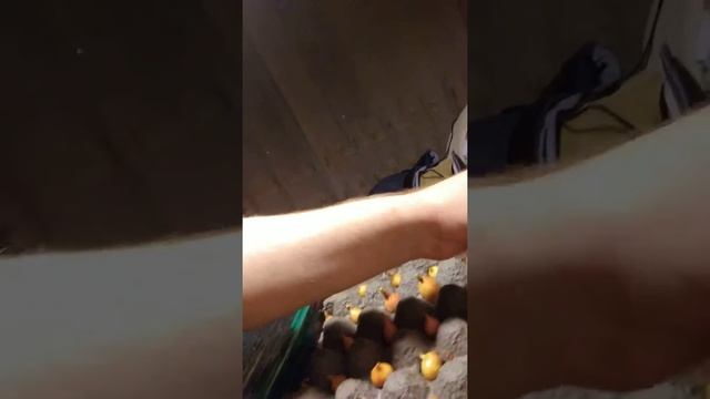 Петрушка, укроп и подсветка на ночь смотреть онлайн