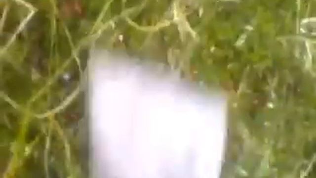 Сбор клюквы комбайном смотреть онлайн