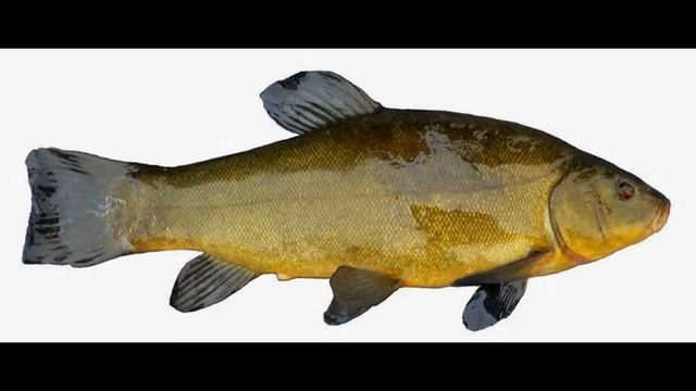 15 видов рыбы смотреть онлайн