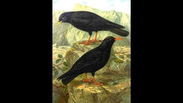 Галка и птицы Эзоп притча читает Павел Беседин смотреть онлайн