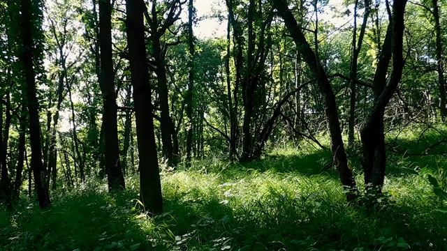 Relaxing Forest Sounds For Sleeping– Music of Cicada смотреть онлайн