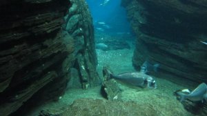 Лиссабонский океанариум. Летающие пингвины.