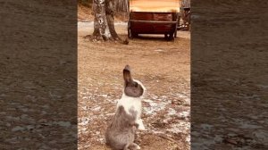 Зюраткуль в ноябре