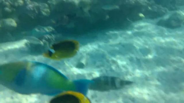 Танцы под водой с рыбами смотреть онлайн