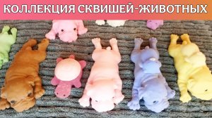 Моя коллекция СКВИШЕЙ-ЖИВОТНЫХ