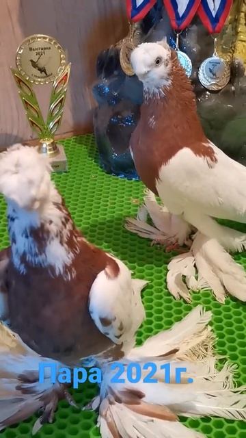 3 ноября 2021 г. смотреть онлайн