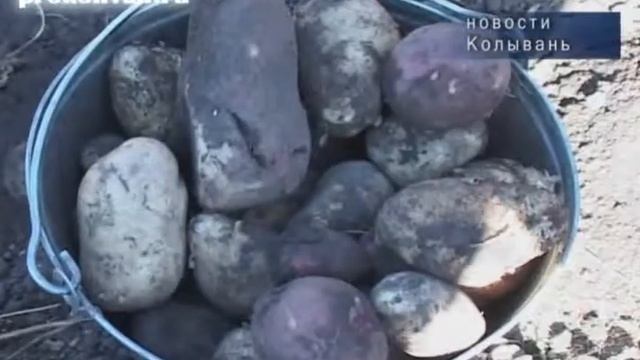 На уборку урожая вышли студенты смотреть онлайн