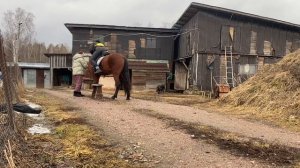 Заездка трехлетней лошади , первая посадка в седло и шаг