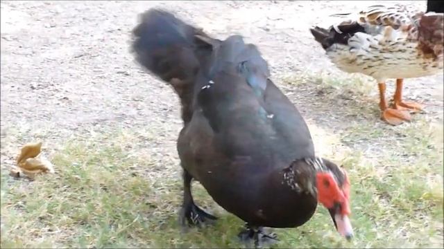 Black Duck with Red Warts Raymond Gary Lake смотреть онлайн