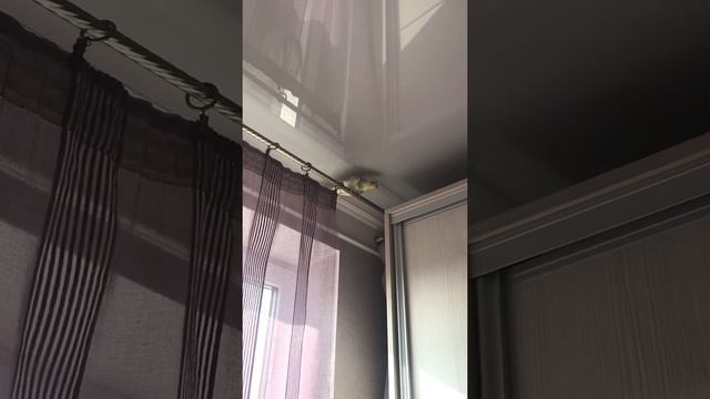 Попугай решил убрать на шкафу / Непослушная корелла смотреть онлайн