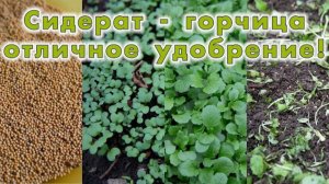 Весенняя посадка горчици