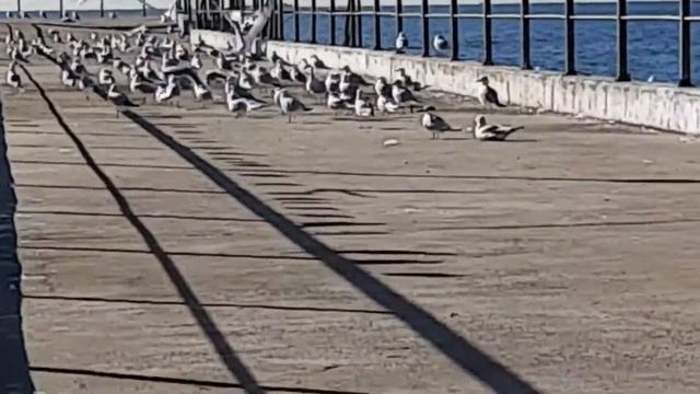 ЧАЙКИ на СХОДЕ!☆ смотреть онлайн