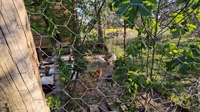 Ужасный месяц апрель: ледяной ветер,заморозки...Одни разочарования.Жалко растений смотреть онлайн