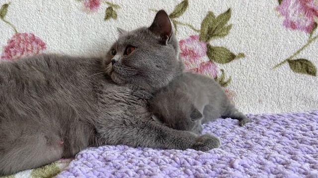 First kittens of our beloved Ronnie ❤️ смотреть онлайн