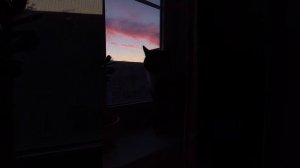 Грустный кот смотрит в окно под 3 Сентября