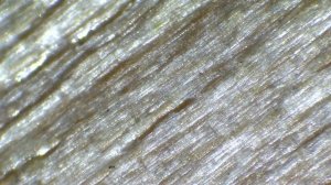 Линейка под микроскопом